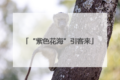 “紫色花海”引客来
