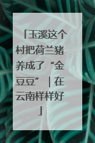 玉溪这个村把荷兰猪养成了“金豆豆”｜在云南样样好