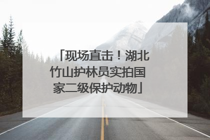 现场直击！湖北竹山护林员实拍国家二级保护动物