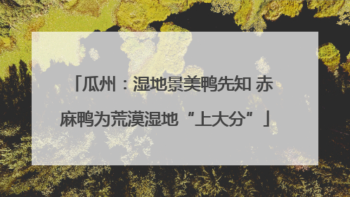 瓜州：湿地景美鸭先知 赤麻鸭为荒漠湿地“上大分”