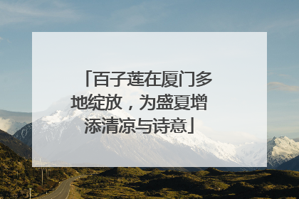 百子莲在厦门多地绽放，为盛夏增添清凉与诗意