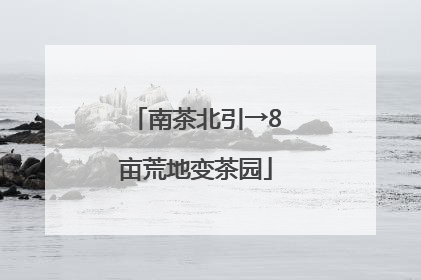 南茶北引→8亩荒地变茶园