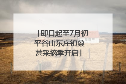 即日起至7月初 平谷山东庄镇桑葚采摘季开启