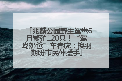 兆麟公园野生鸳鸯6月繁殖120只！“鸳鸯奶爸”车春虎：换羽期盼市民伸援手