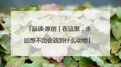 品读·原创｜在这里，永远想不出会遇到什么动物