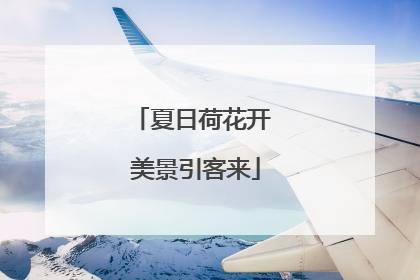 夏日荷花开 美景引客来