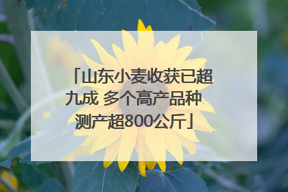 山东小麦收获已超九成 多个高产品种测产超800公斤