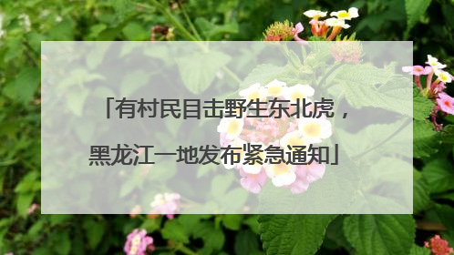 有村民目击野生东北虎，黑龙江一地发布紧急通知