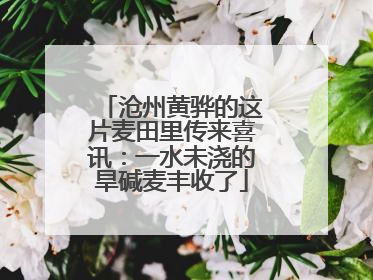 沧州黄骅的这片麦田里传来喜讯：一水未浇的旱碱麦丰收了