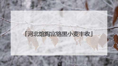 河北馆陶富铬黑小麦丰收