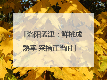 洛阳孟津：鲜桃成熟季 采摘正当时