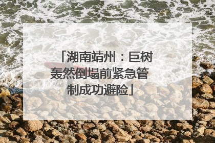 湖南靖州：巨树轰然倒塌前紧急管制成功避险