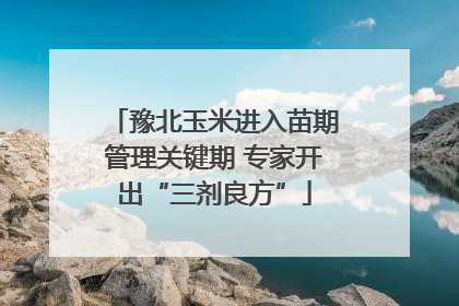 豫北玉米进入苗期管理关键期 专家开出“三剂良方”