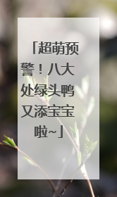 超萌预警！八大处绿头鸭又添宝宝啦~