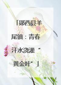郧西县羊尾镇：青春汗水浇灌“黄金叶”