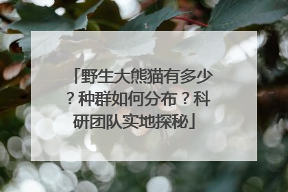野生大熊猫有多少？种群如何分布？科研团队实地探秘